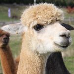 alpaca